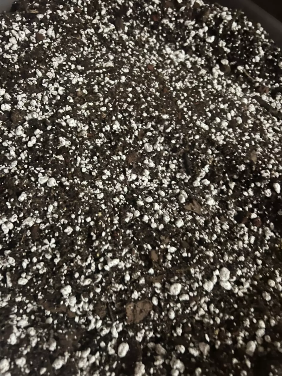 Kenzie’s Aroid Mix 1 Quart thumbnail