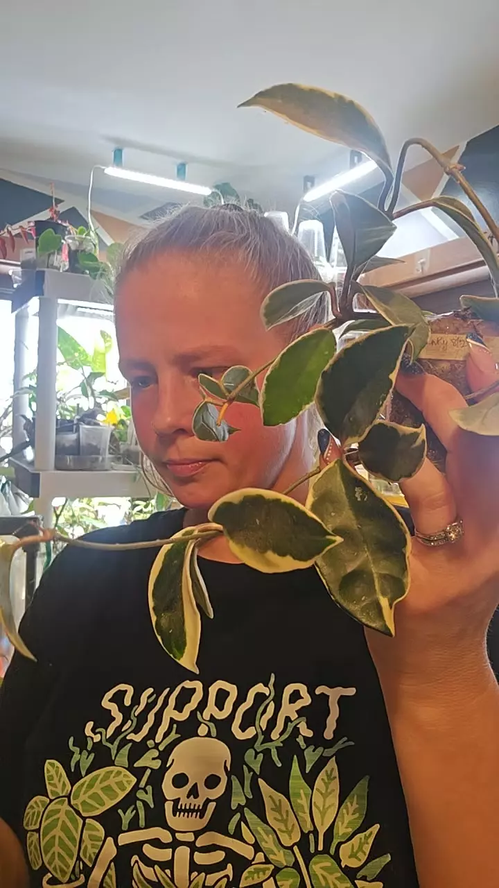 queen or princess hoya thumbnail