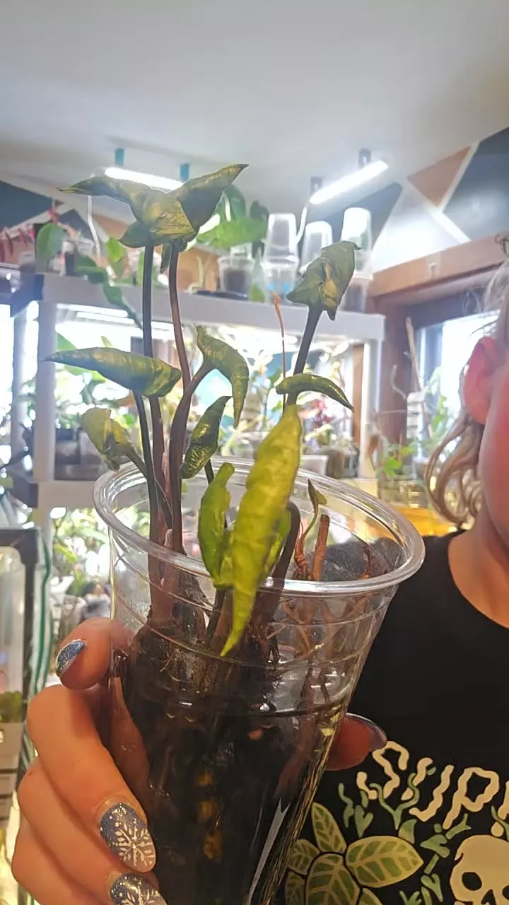 syngonium godzilla thumbnail