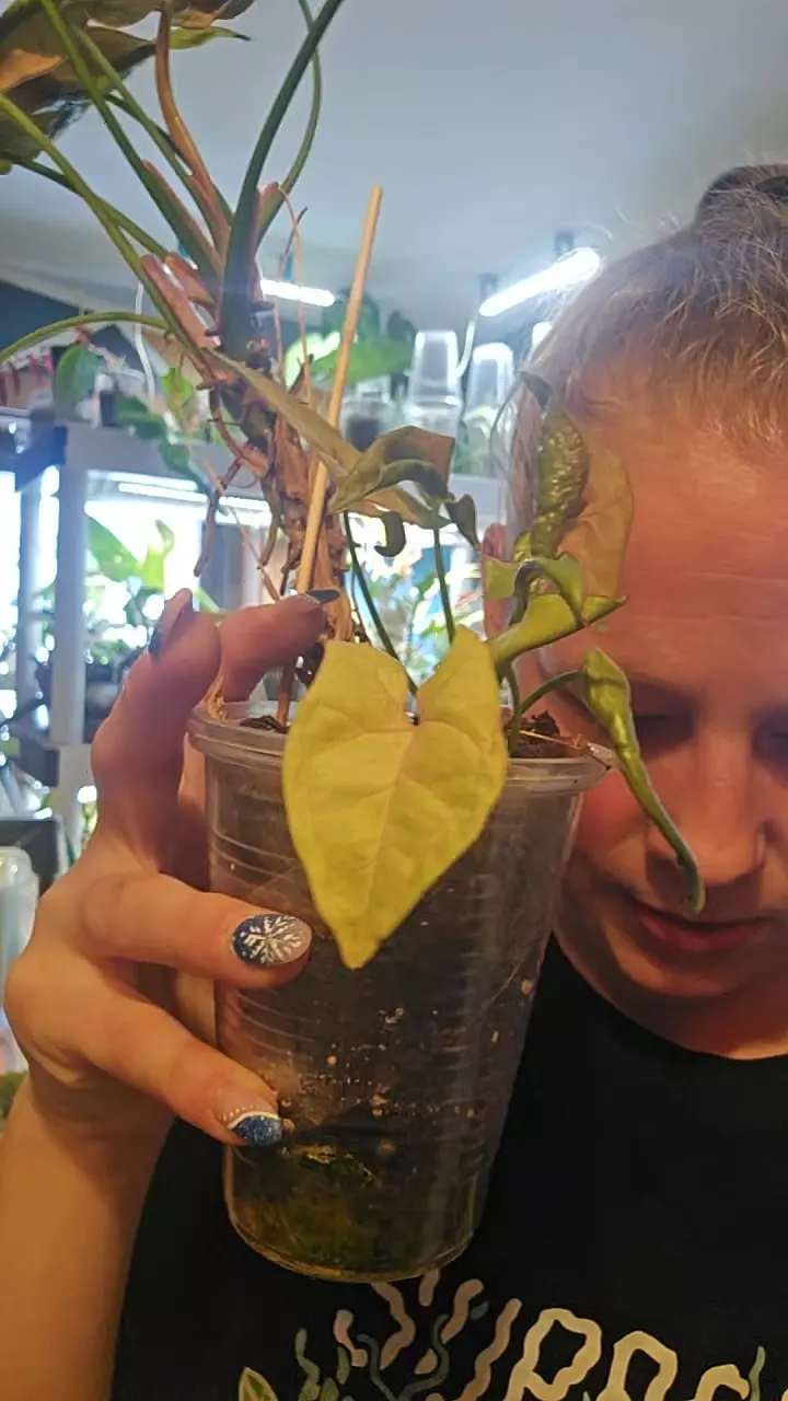 syngonium mosiac pup thumbnail