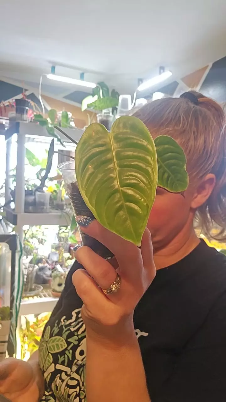 anthurium vetchii thumbnail