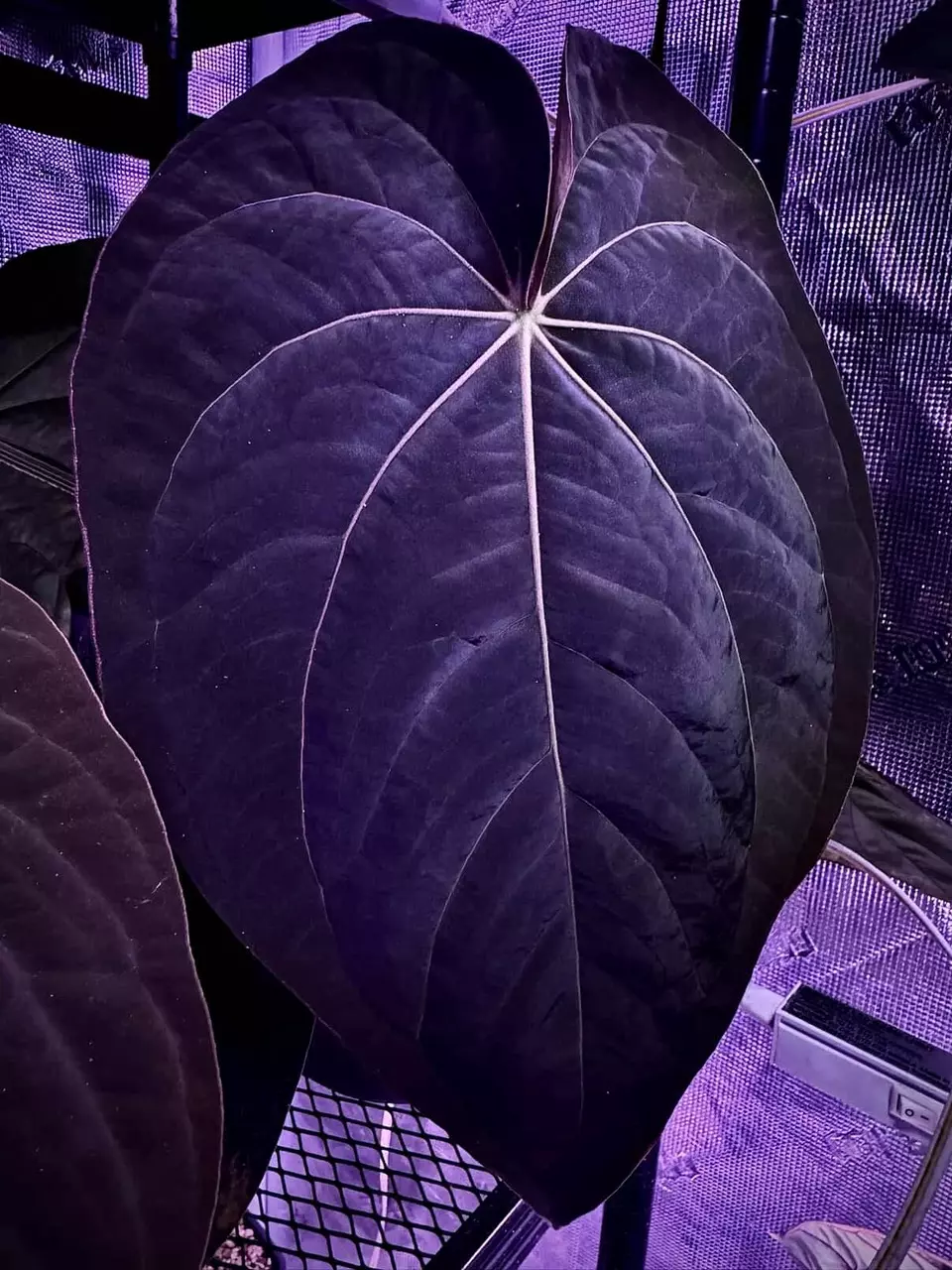 (dress.Carla) x (Magenta.RVDP) *GC* thumbnail