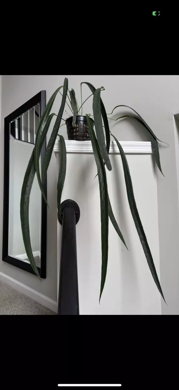 Friedrichstalii x Wendlingeri *GC* thumbnail