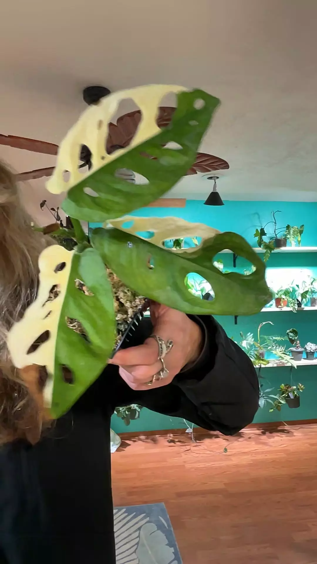 adansonii Albo thumbnail