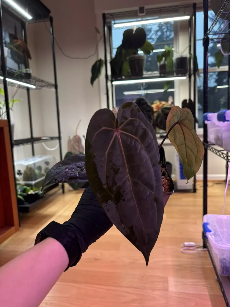 *0059* Magenta x RVDP (DAMN) thumbnail