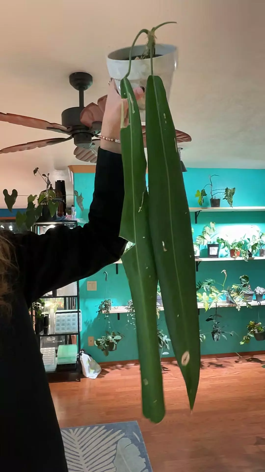 Pallidflorium thumbnail