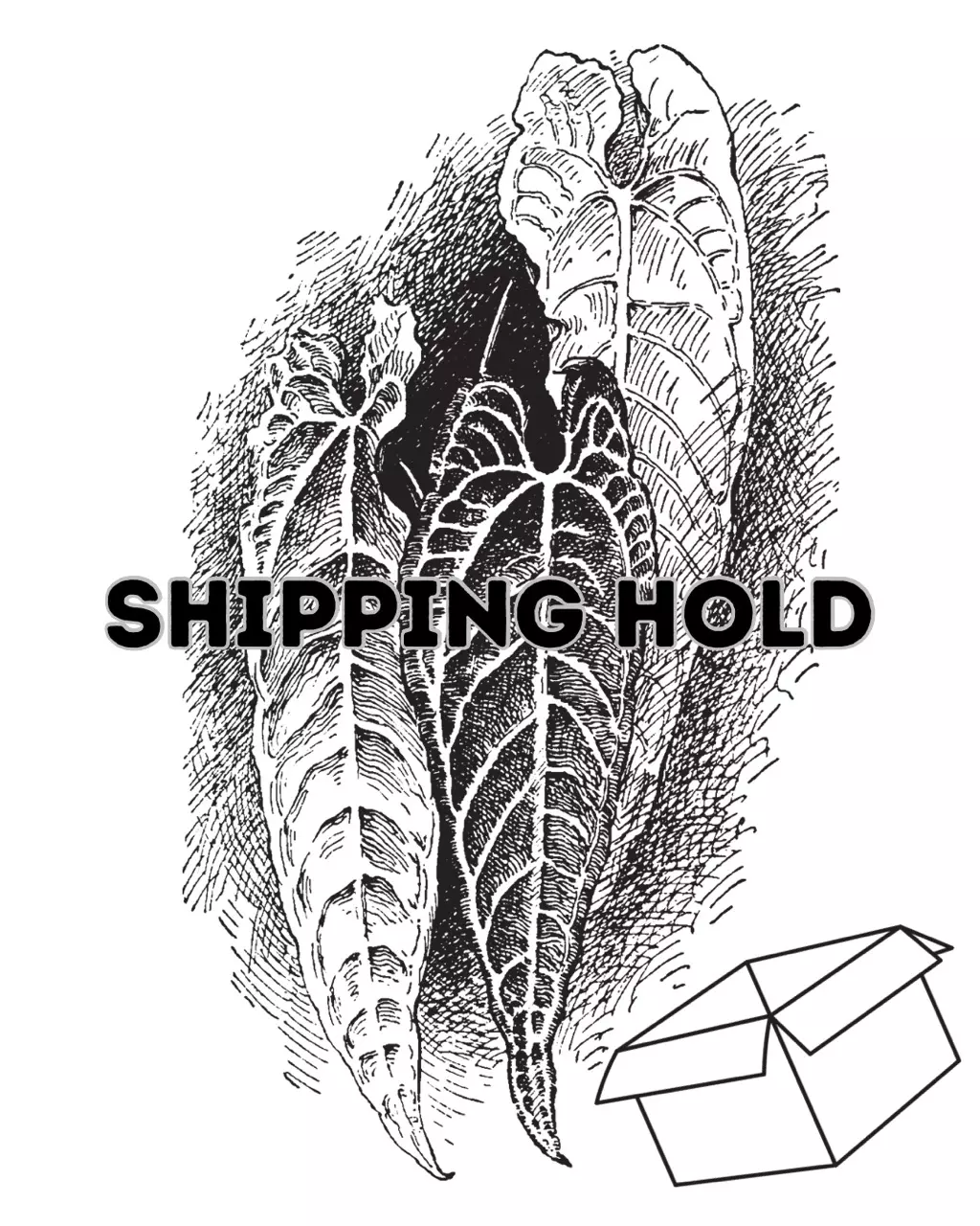 shipping hold 3/23 thumbnail