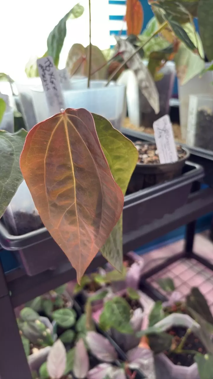 J301 (Dress x Nov DF) x (FSRL X BVEP) thumbnail