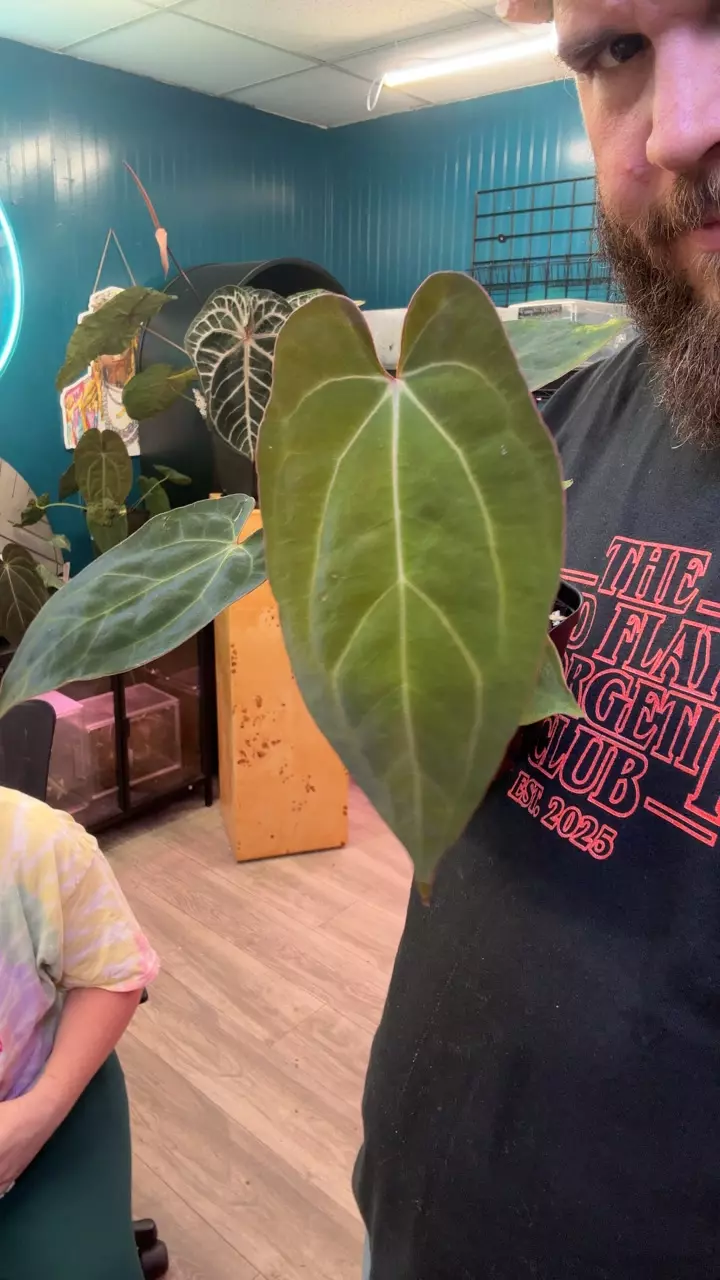 J318 Crystal x (Carla x Bess) X Open thumbnail