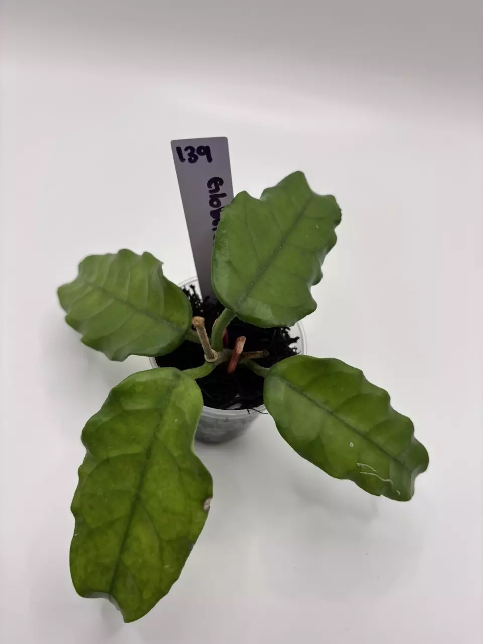 139 - Hoya Globulosa thumbnail