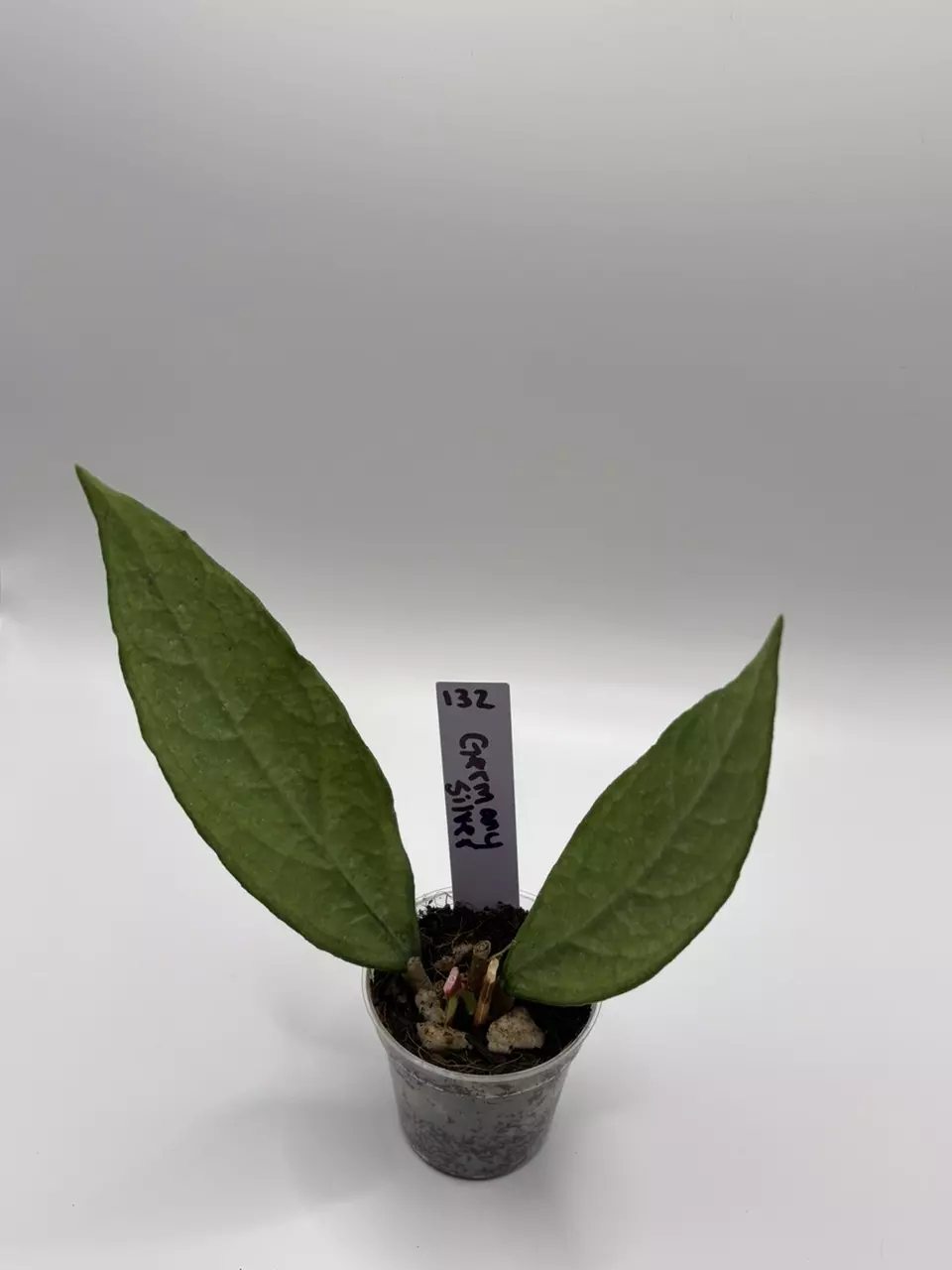 132 - Hoya Germany Silver thumbnail