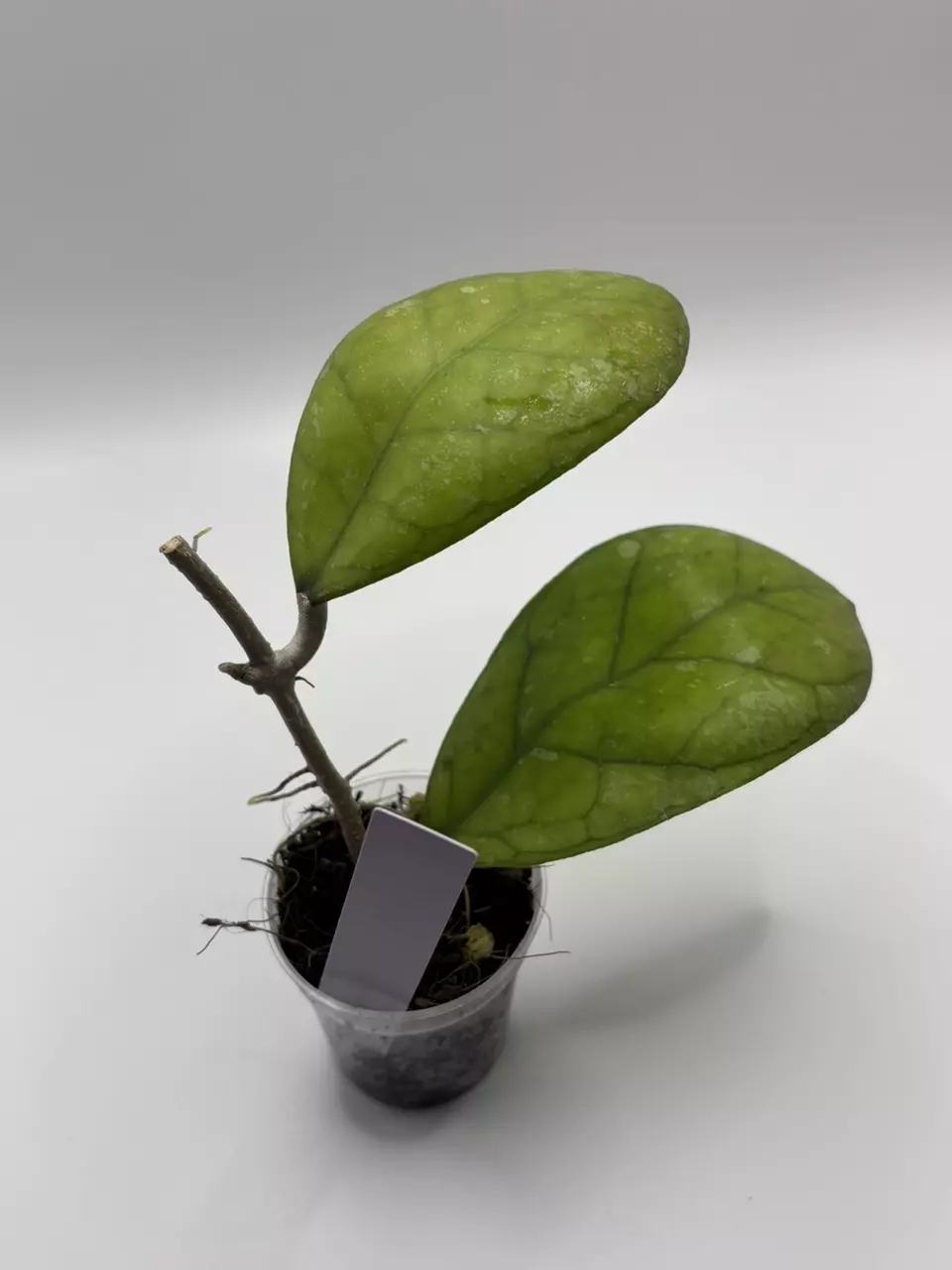 131 - Hoya Larisa (XL) thumbnail