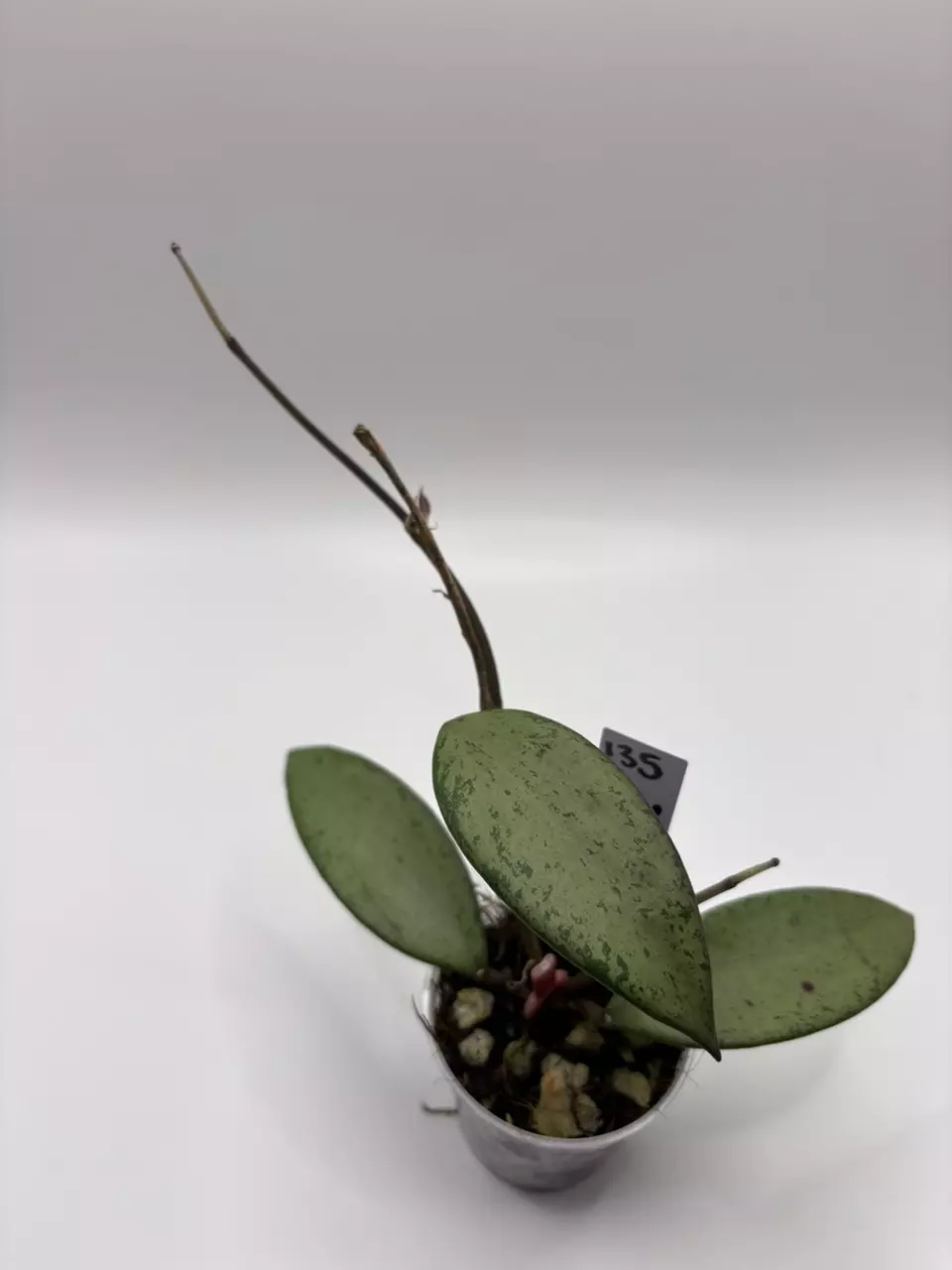 135 - Hoya Snow Cui Silver thumbnail