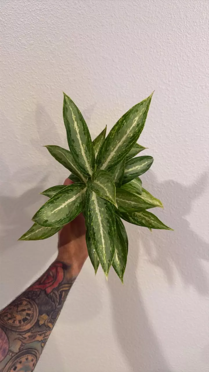 Red Aglaonema White Rain 4” thumbnail