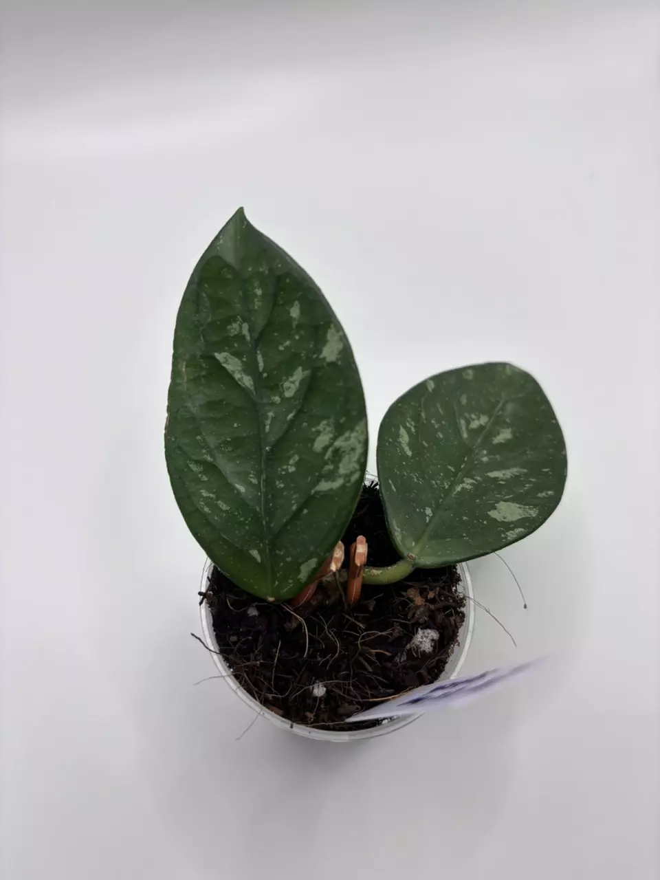 137 - Lai Chau Silver Splash thumbnail