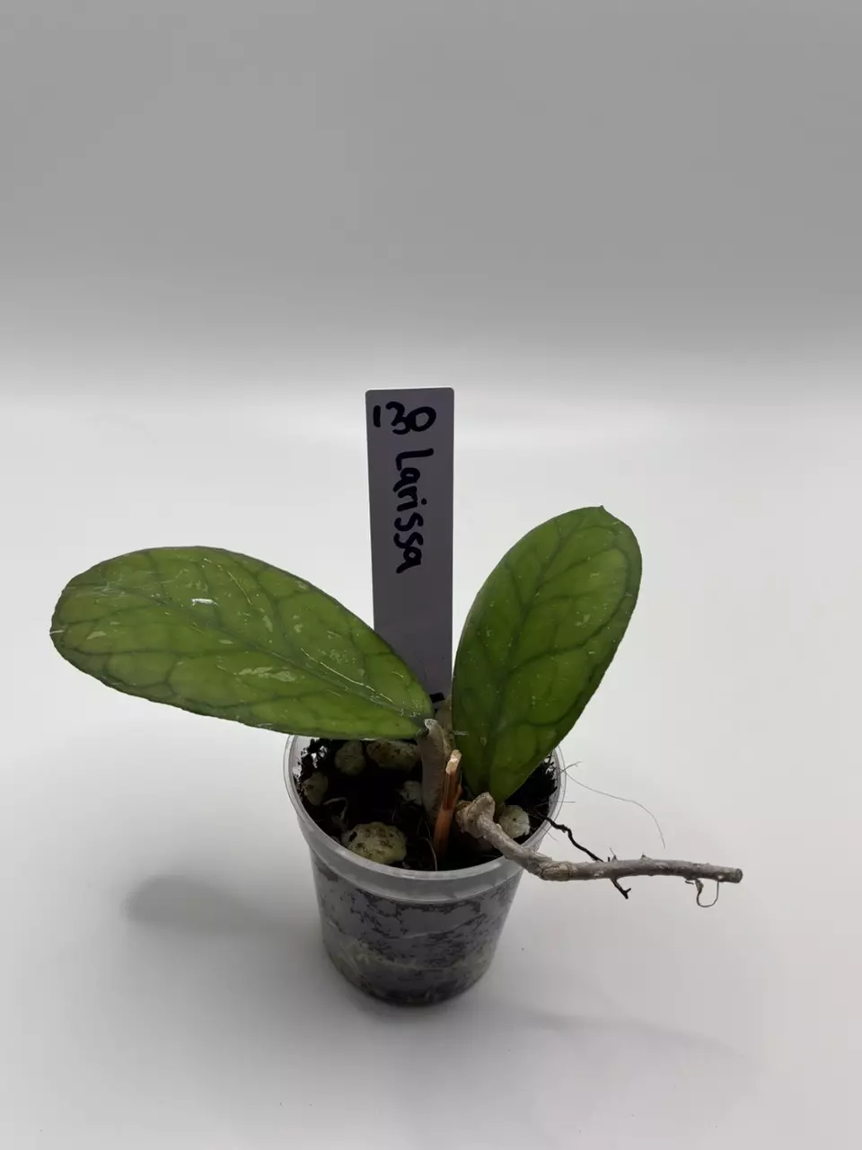 130 - Hoya Larissa thumbnail