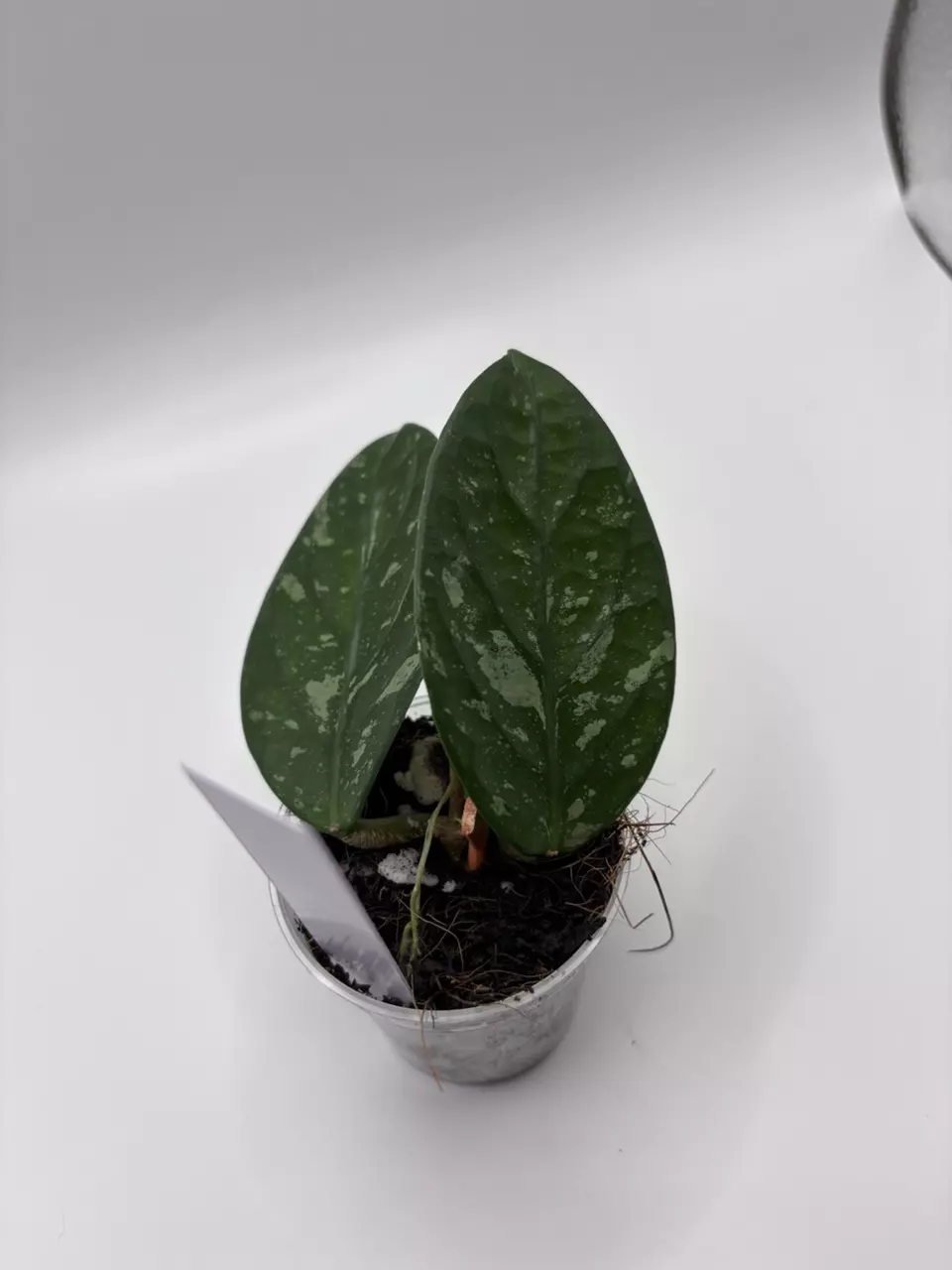 138 - Hoya Lai Chau Silver Splash thumbnail