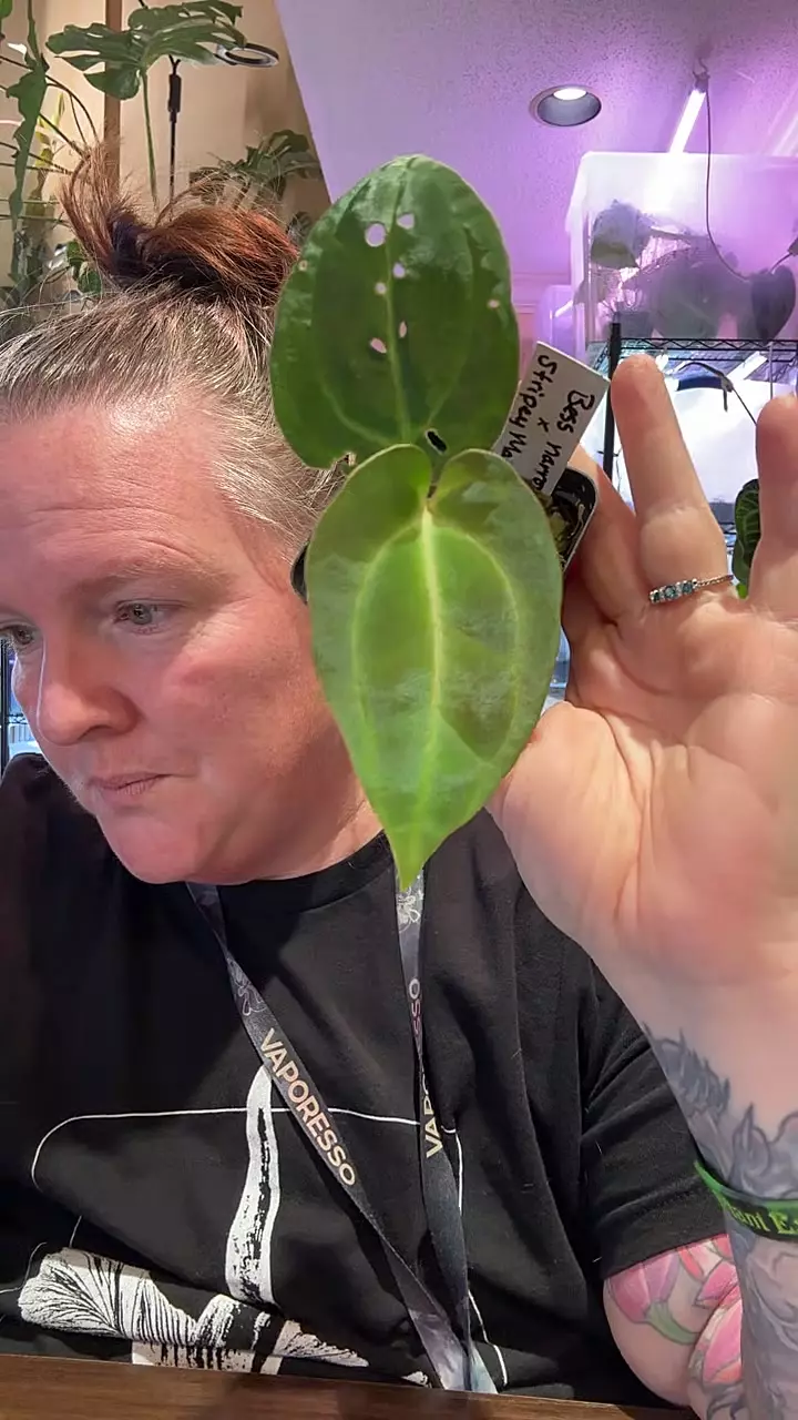 3627- PM - Bess ‘Narrow’ x Stripey Mag thumbnail