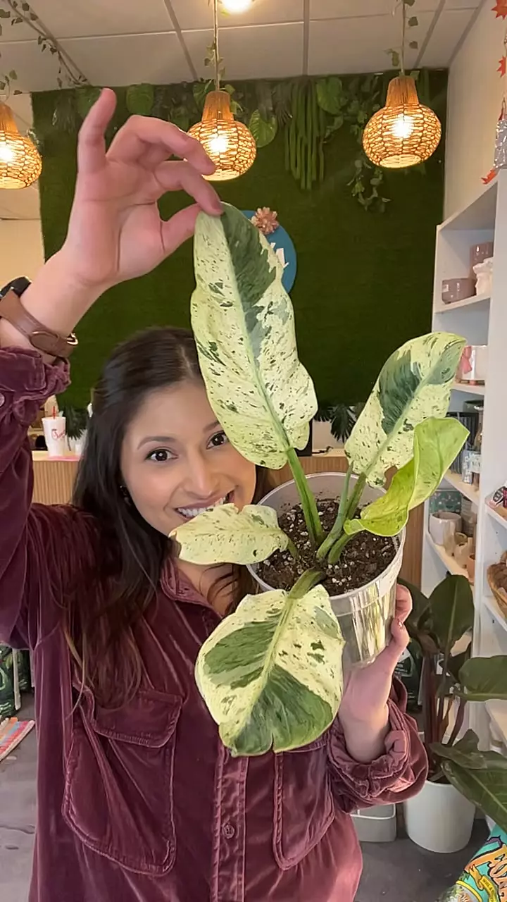 Philo Orlando Albo var thumbnail