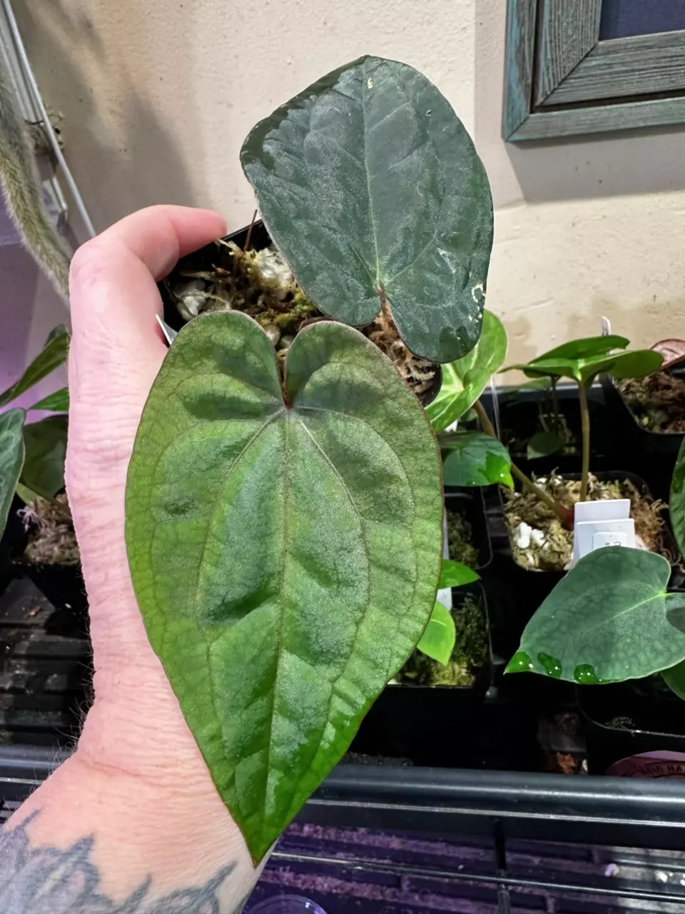 3584- AOP s1 x RVDP thumbnail