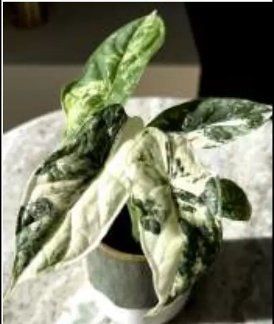 Dragon scale albo tissue culture growers choice thumbnail