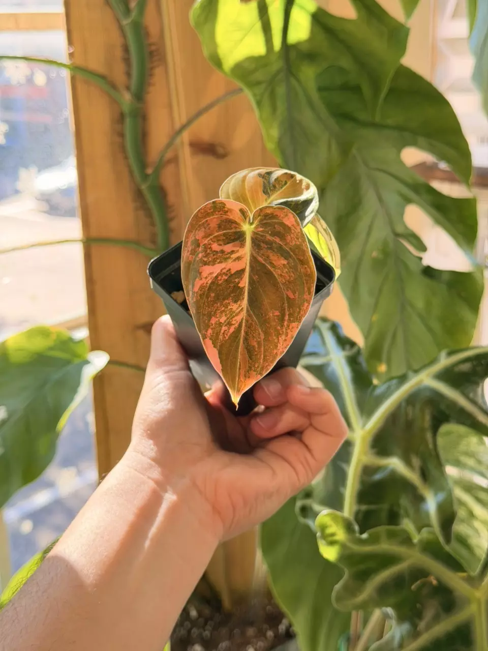 Orange Melanochrysum thumbnail