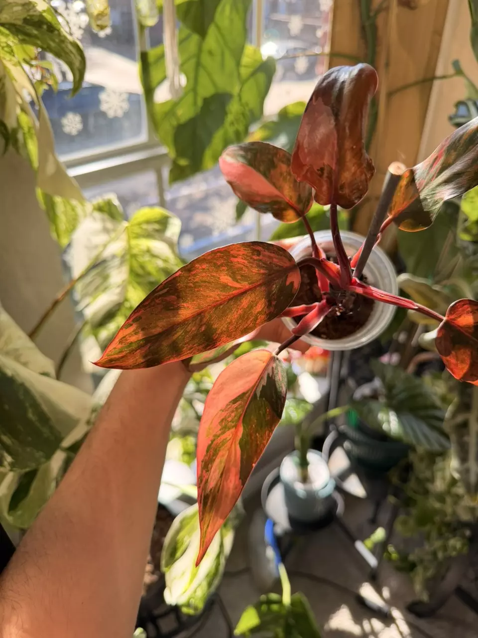 Fire Princess Philodendron Var thumbnail