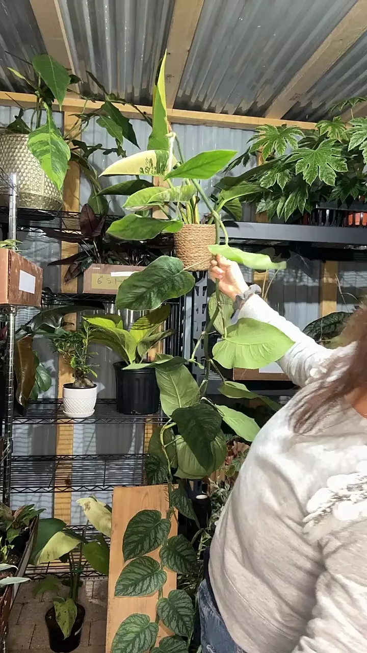 10” m. dubia thumbnail