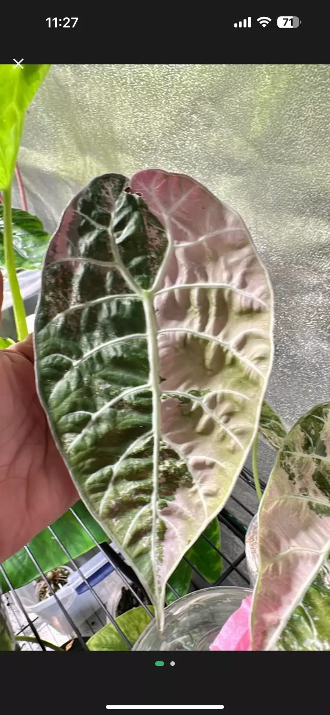 watsoniana pink doff corm thumbnail