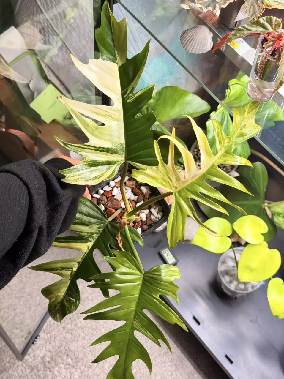 florida beauty x tortum var thumbnail