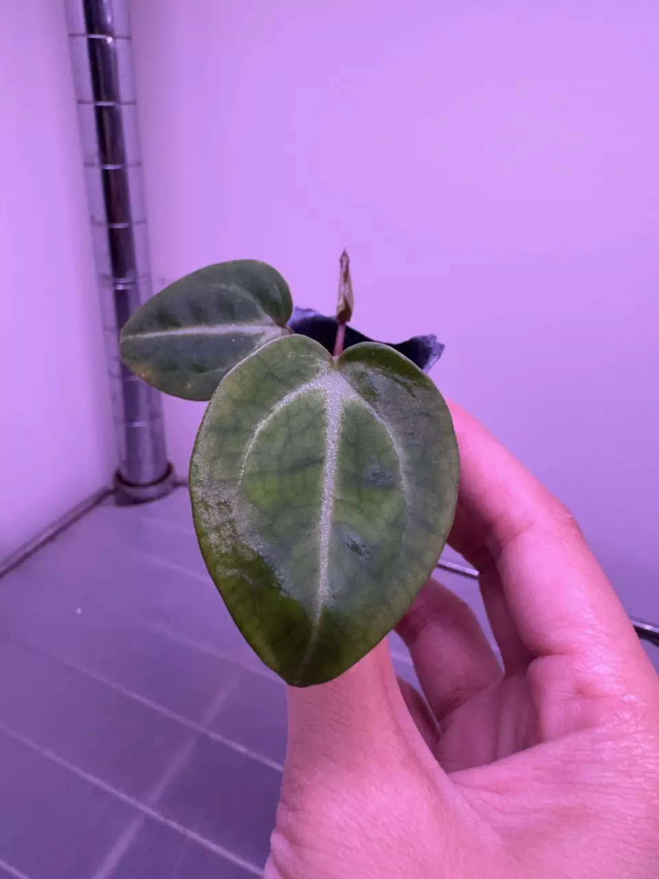 Purple Yurple x Self thumbnail