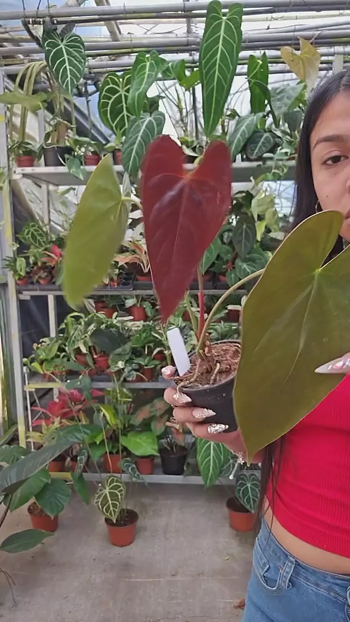 4” Modeanum thumbnail