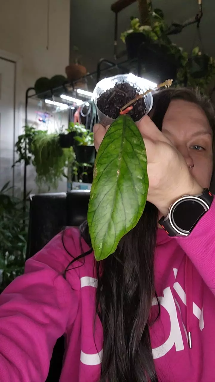 hoya bauensis fka Sp Kast 0222 thumbnail