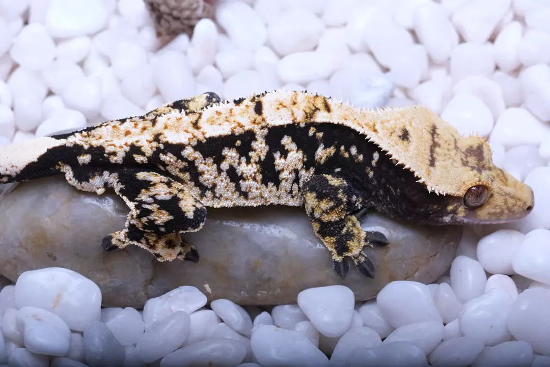 Swarovski -RTB male out of Eternity x Logan thumbnail