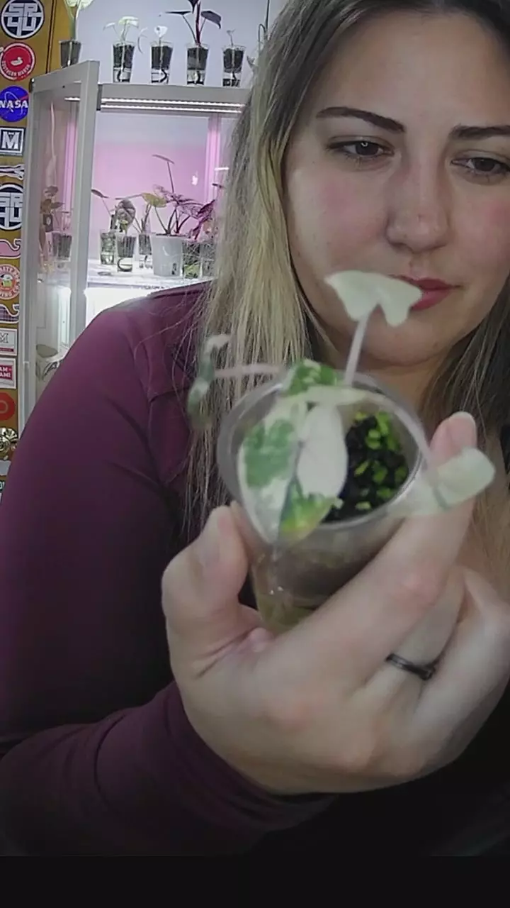 yucatan pink thumbnail