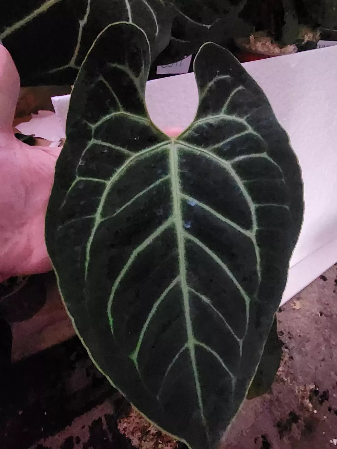 Besseae Black & Blue 0316 thumbnail