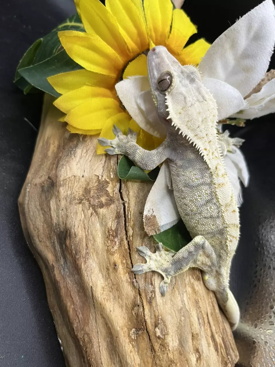 Lavender Extreme paper white almost COMPLETE coverage thumbnail