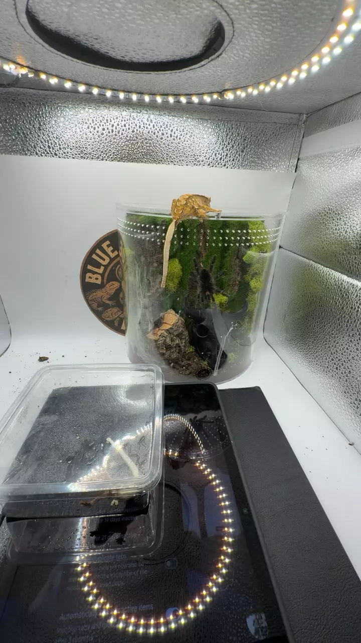 tricolor Harley thumbnail