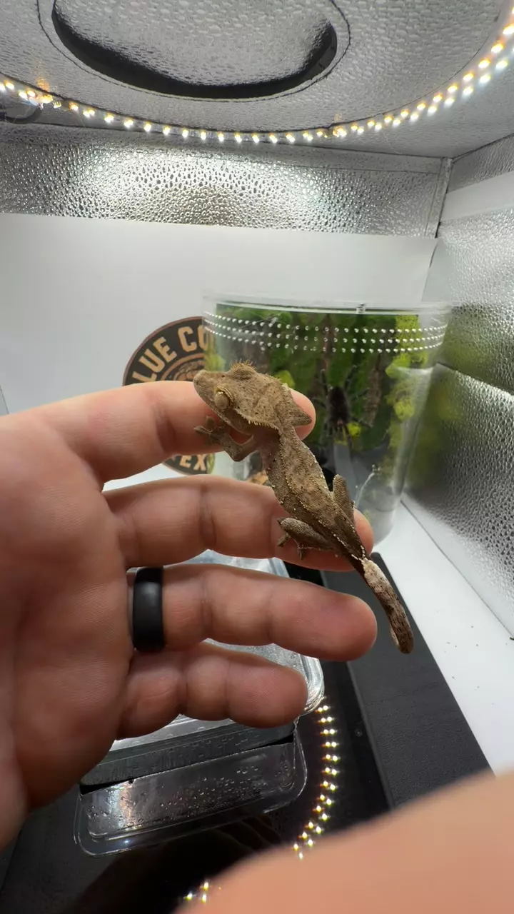 charcoal with dal thumbnail