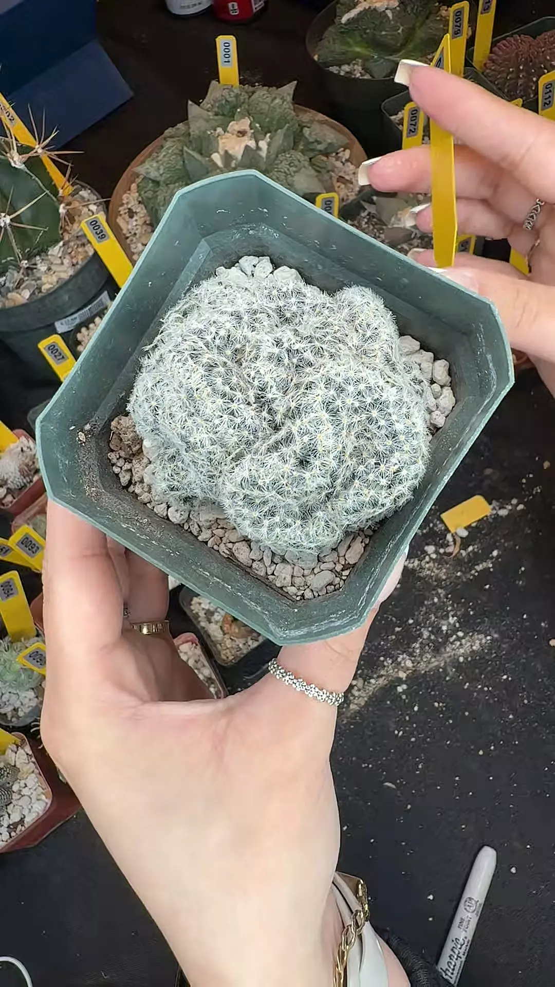 118 mammillaria scheideana crest thumbnail