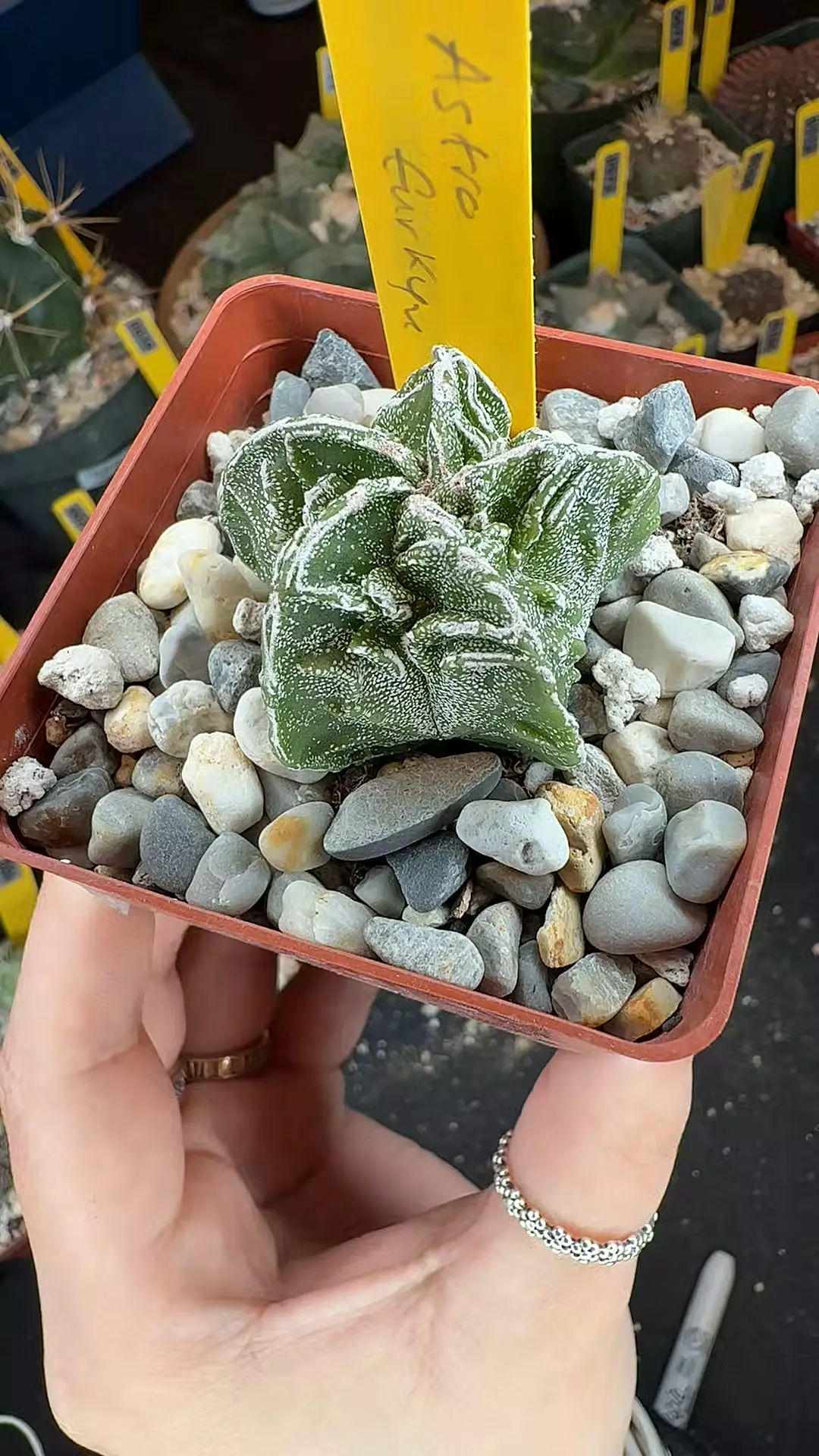 121 Astro myriostigma fukuryu hakujo thumbnail