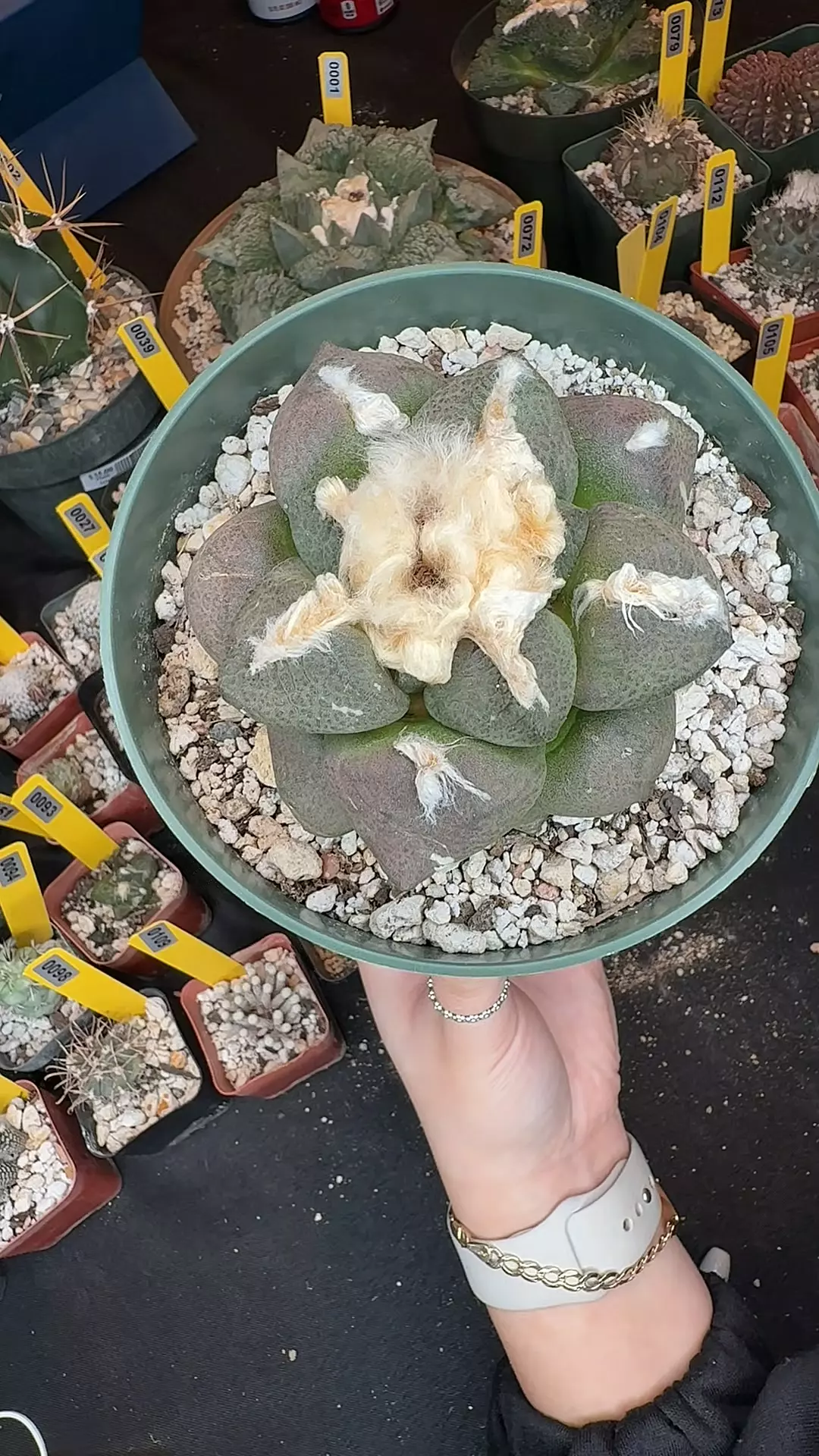 122 ariocarpus lloydii latus thumbnail