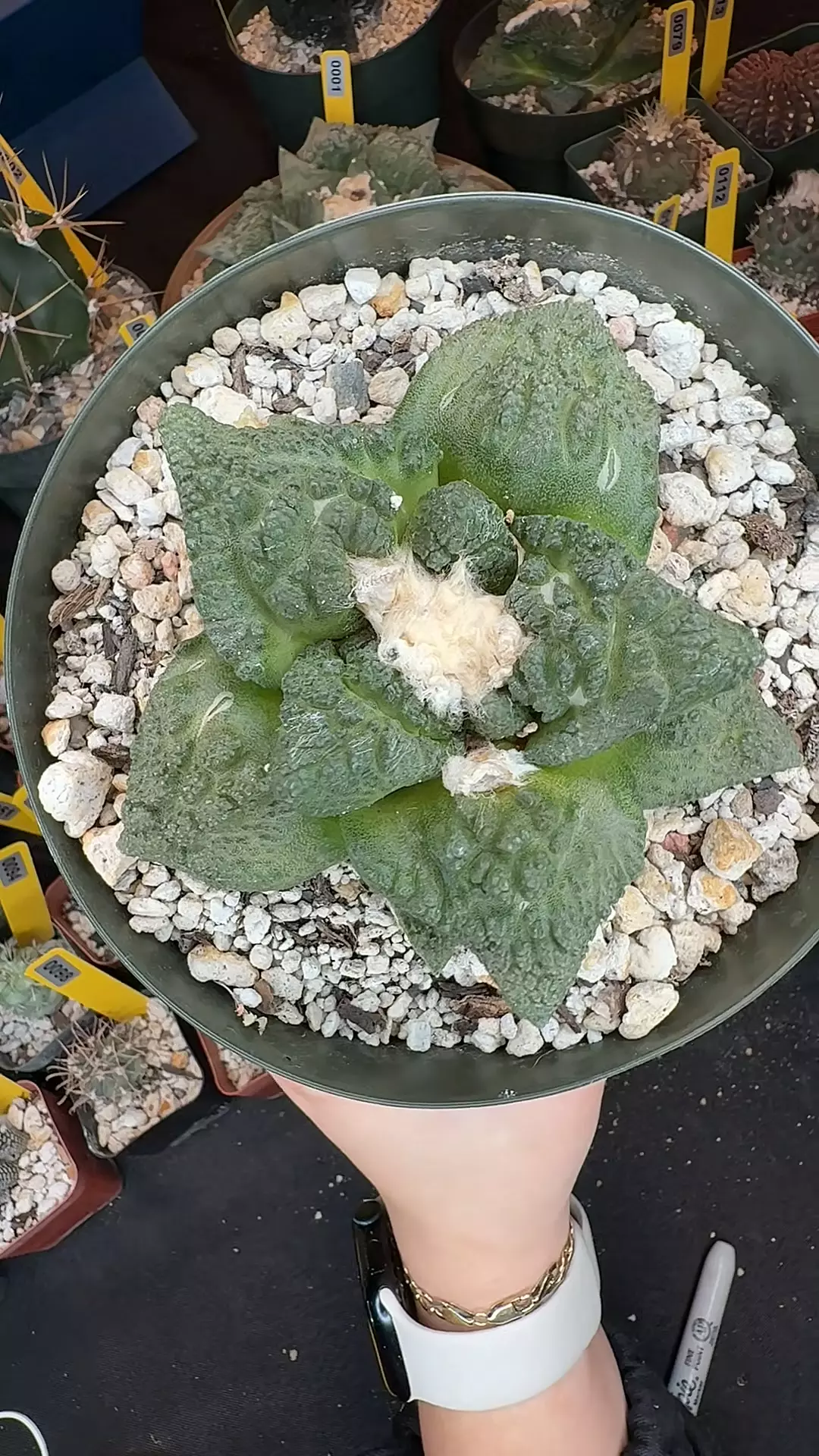 125 ariocarpus kikkobotan large thumbnail