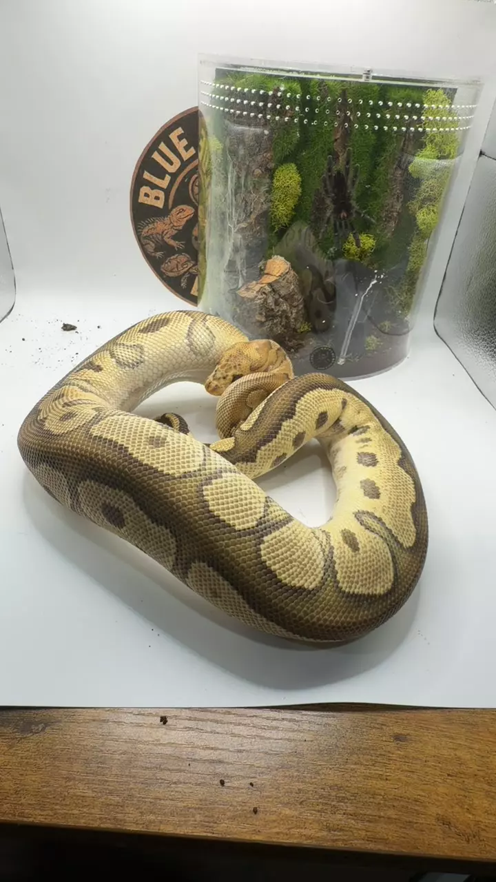 fire clown female 750+ grams thumbnail