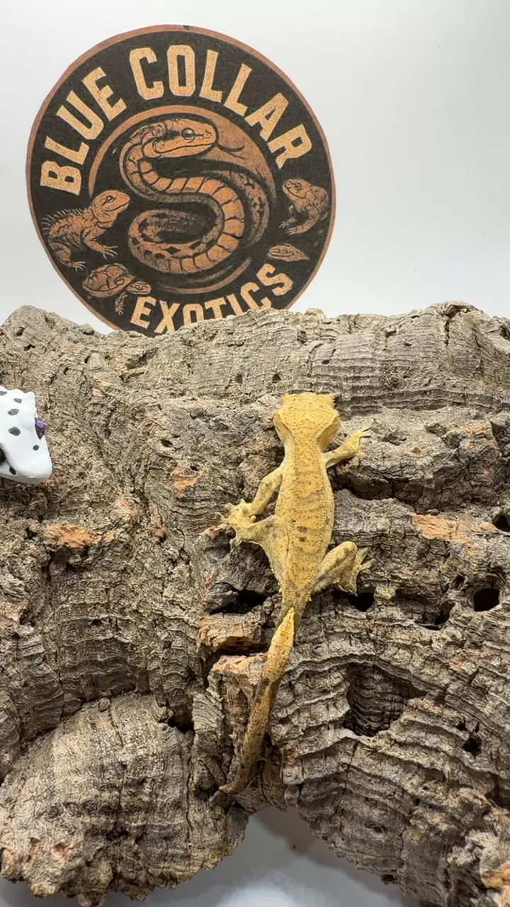 tiger with dal spots npv thumbnail