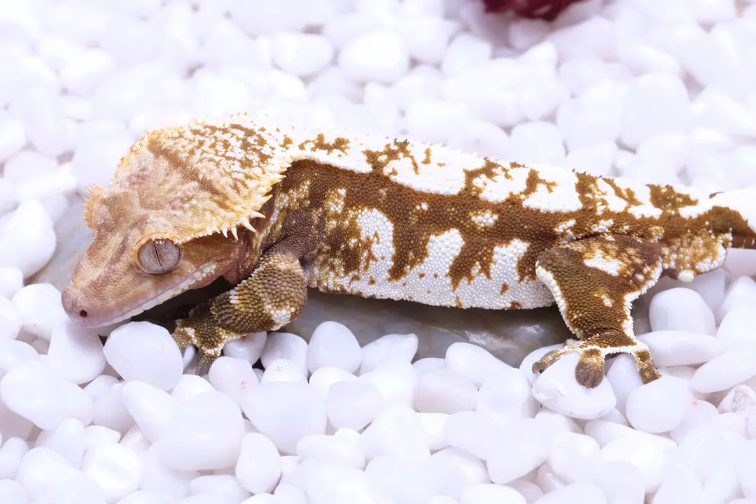 Rusty - proven Male out of Saison x Frezza thumbnail