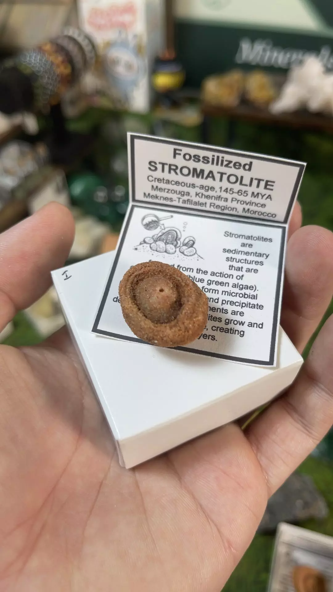 Stromatolite Fossil, Morocco thumbnail