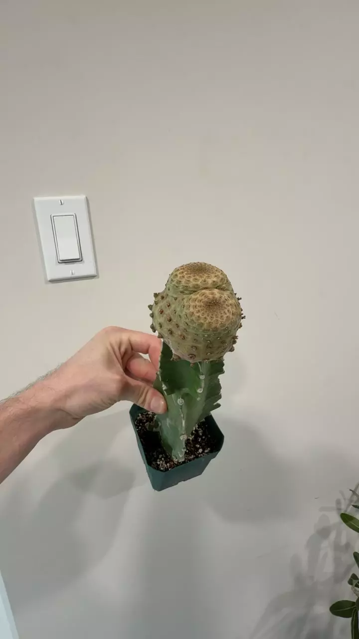 E turbiniformis thumbnail