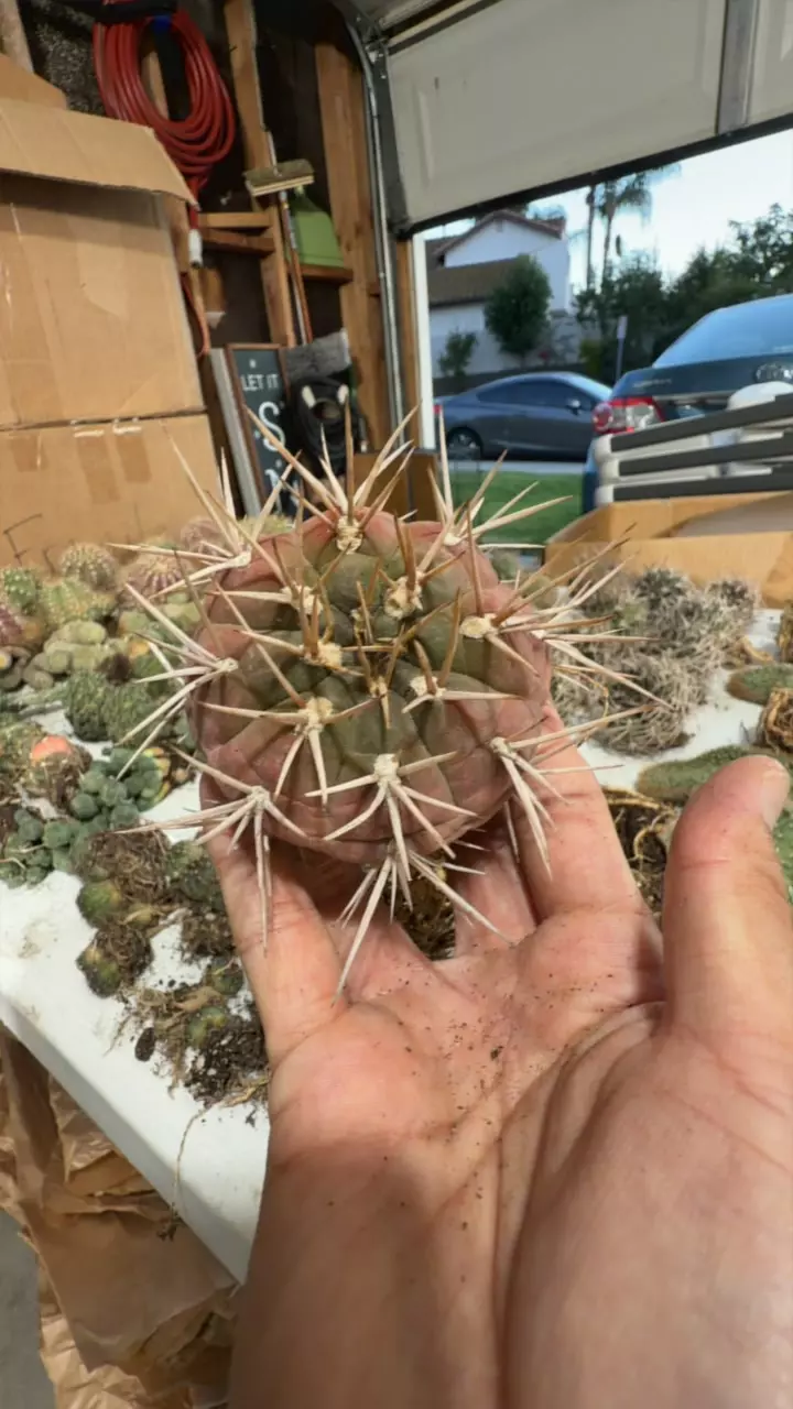 Gymnocalycium Eurypleurum GC thumbnail