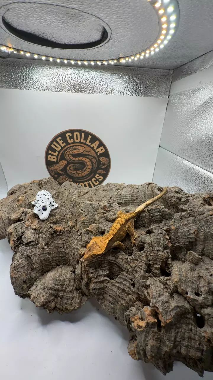 dark Harley (Halloween) thumbnail